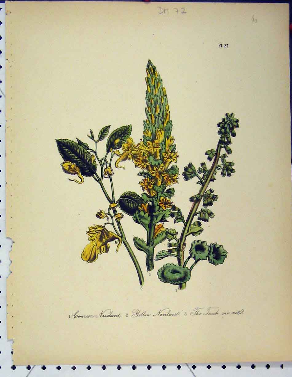 Original Old Antique Print Common Navelwort Yellow Touch Me Not Botanical