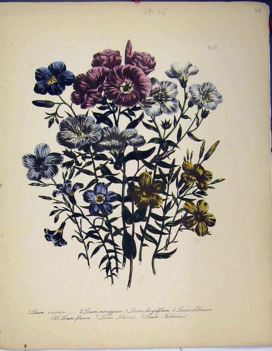 Original Old Antique Print Linum Viscosum Monogynum Alpinum Botanical Flowers