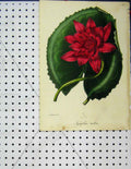 Original Old Antique Print Red Flower Nymphaee Rubia Botanical Colour