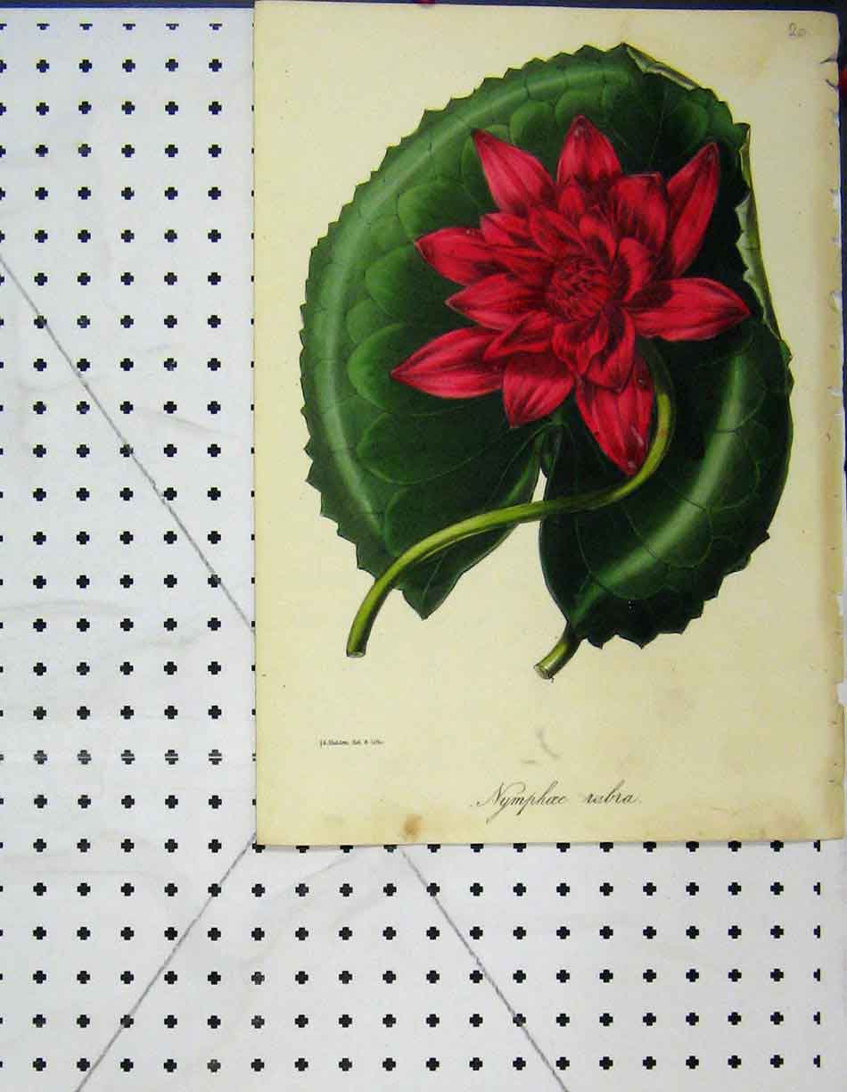 Original Old Antique Print Red Flower Nymphaee Rubia Botanical Colour