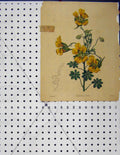 Original Old Antique Print Botanical Tropoeolum Edule Flower Nevitt Withers