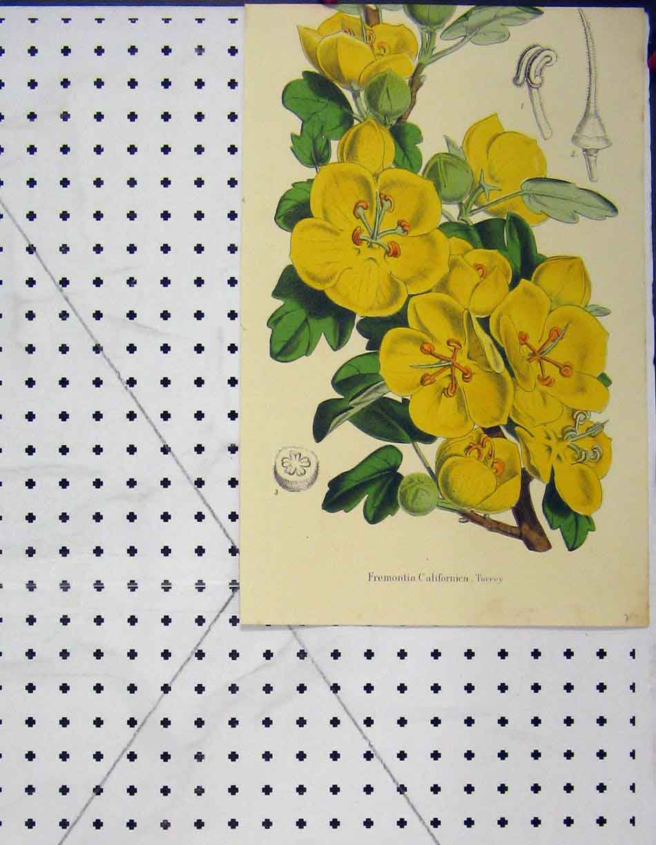 Original Old Antique Print Fremontia Californica Yellow Flower Botanical