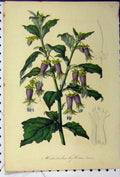 Original Old Antique Print C1845 Botanical Hebecladus Biflorus Colour Flower
