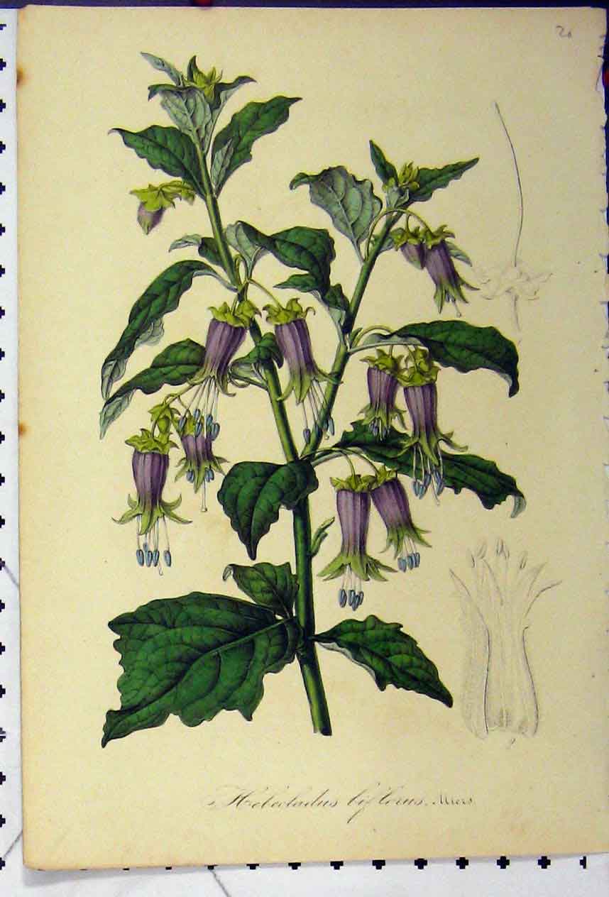 Original Old Antique Print C1845 Botanical Hebecladus Biflorus Colour Flower