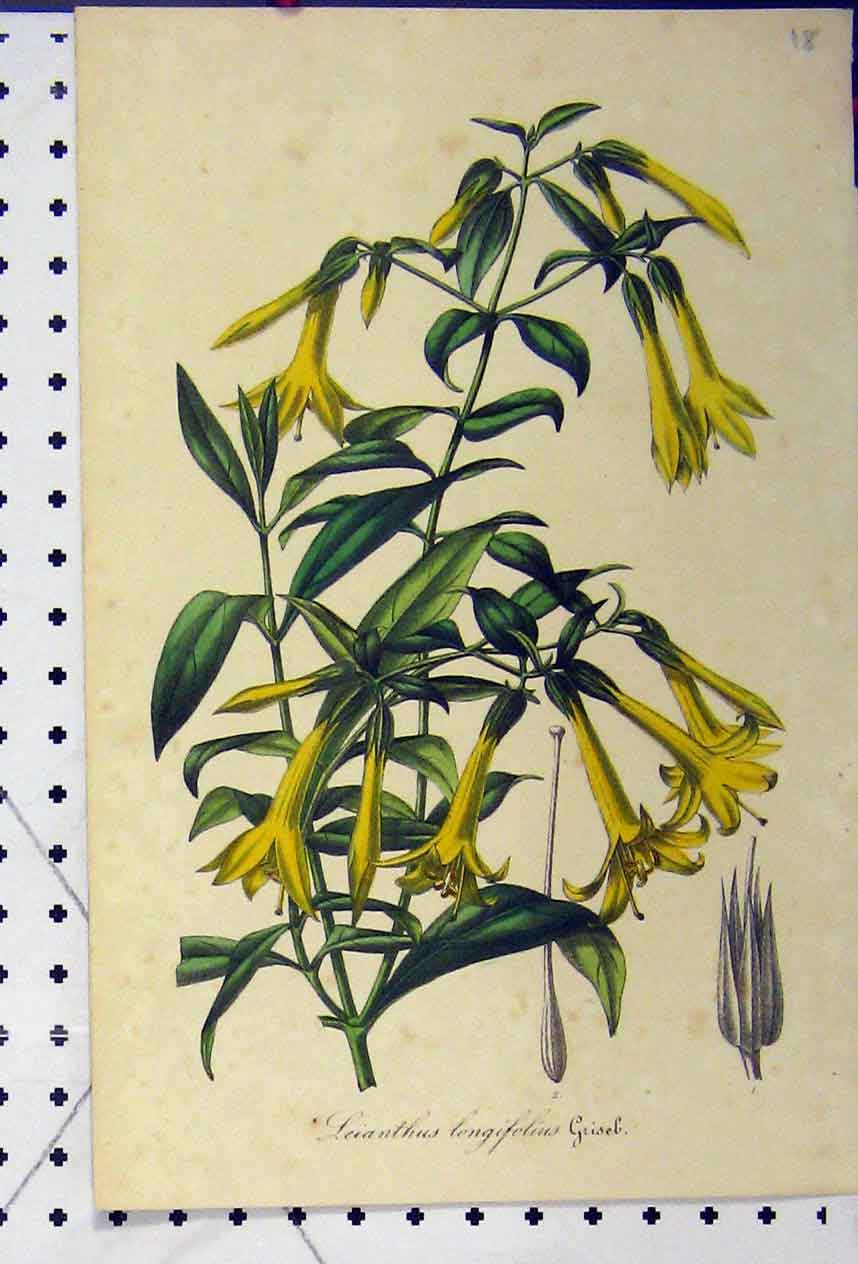 Original Old Antique Print Leianthus Longifolius C1845 Botanical Colour Flower