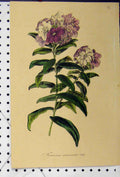 Original Old Antique Print Franciscea Acuminata C1845 Botanical Colour Flower