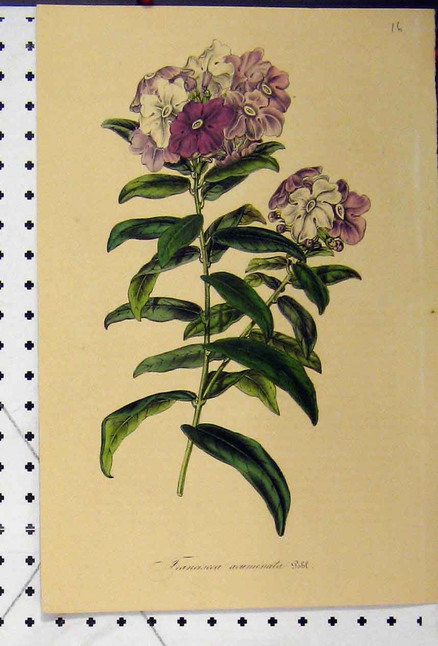 Original Old Antique Print Franciscea Acuminata C1845 Botanical Colour Flower
