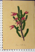 Original Old Antique Print Erica Neillu C1845 Botanical Colour Pink Flower 19th