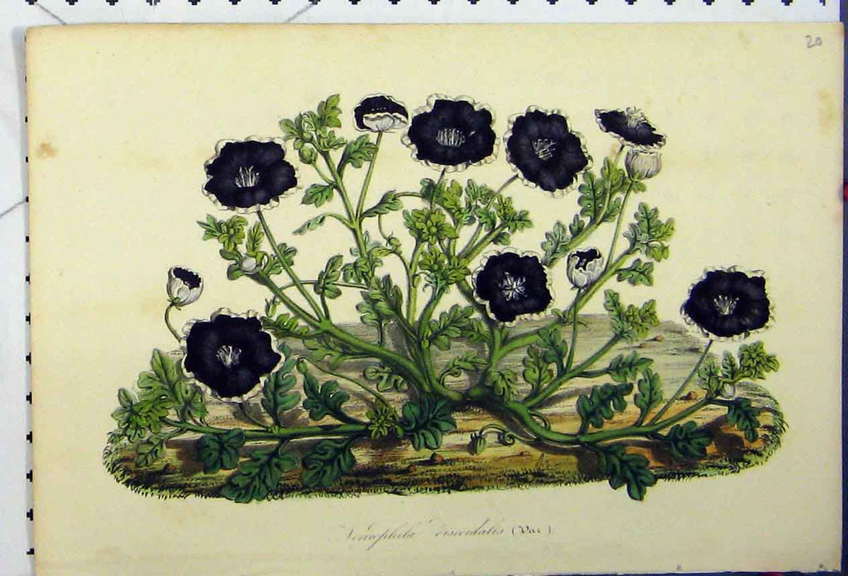 Original Old Antique Print Nemophila Discoidalis C1845 Botanical Colour Flower