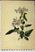 Original Old Antique Print Solanum Jasmunoides C1845 Botanical Colour Victorian