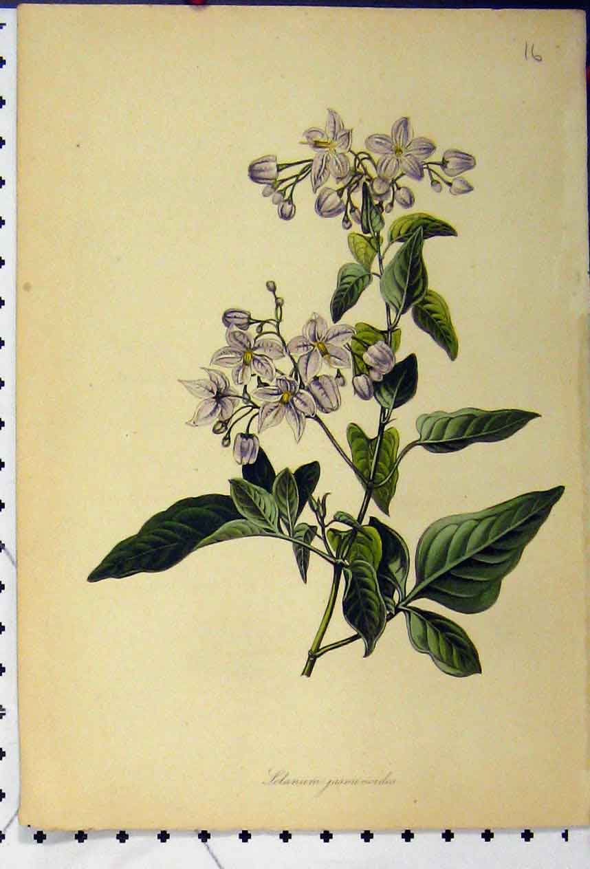 Original Old Antique Print Solanum Jasmunoides C1845 Botanical Colour Victorian