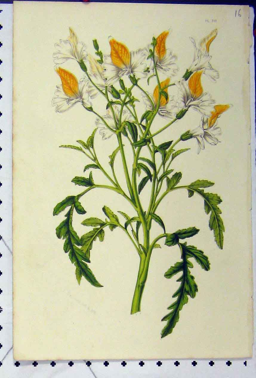 Original Old Antique Print Yellow Flower C1845 Botanical Chromolithograph 19th