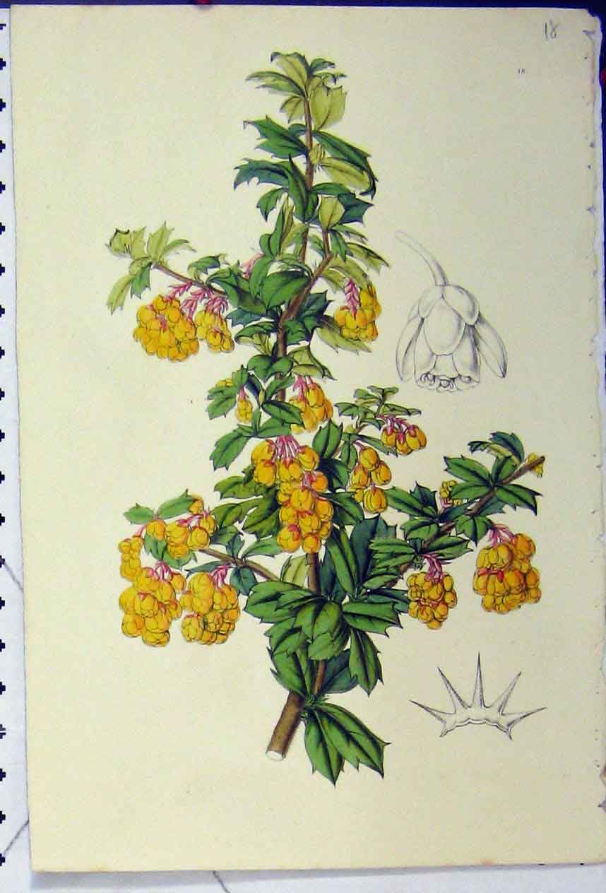 Original Old Antique Print C1845 Botanical Yellow Flower Chromolithograph 19th