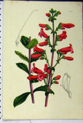 Original Old Antique Print Red Flower Chromolithograph C1845 Botanical Colour