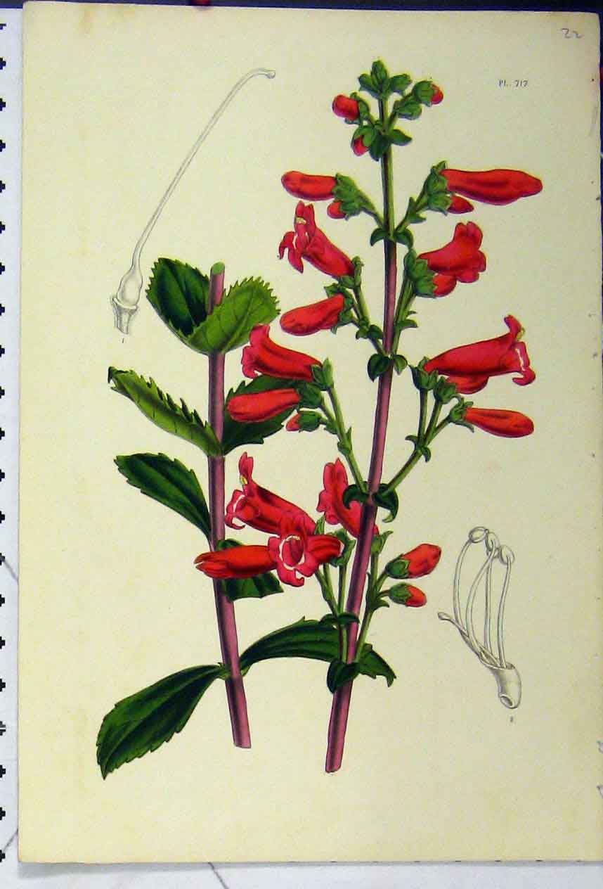 Original Old Antique Print Red Flower Chromolithograph C1845 Botanical Colour