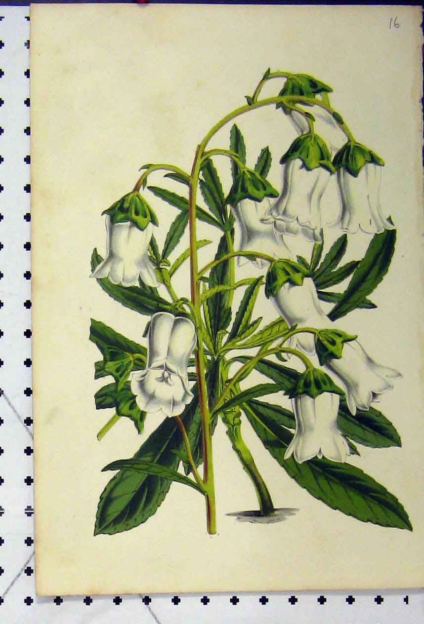 Original Old Antique Print Chromolithograph C1845 Botanical White Flower 19th