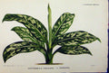 Original Old Antique Print Dieffenbachia Parlatorei Marmorea C1845 Botanical