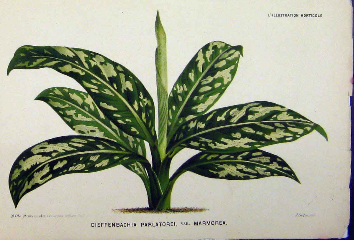 Original Old Antique Print Dieffenbachia Parlatorei Marmorea C1845 Botanical