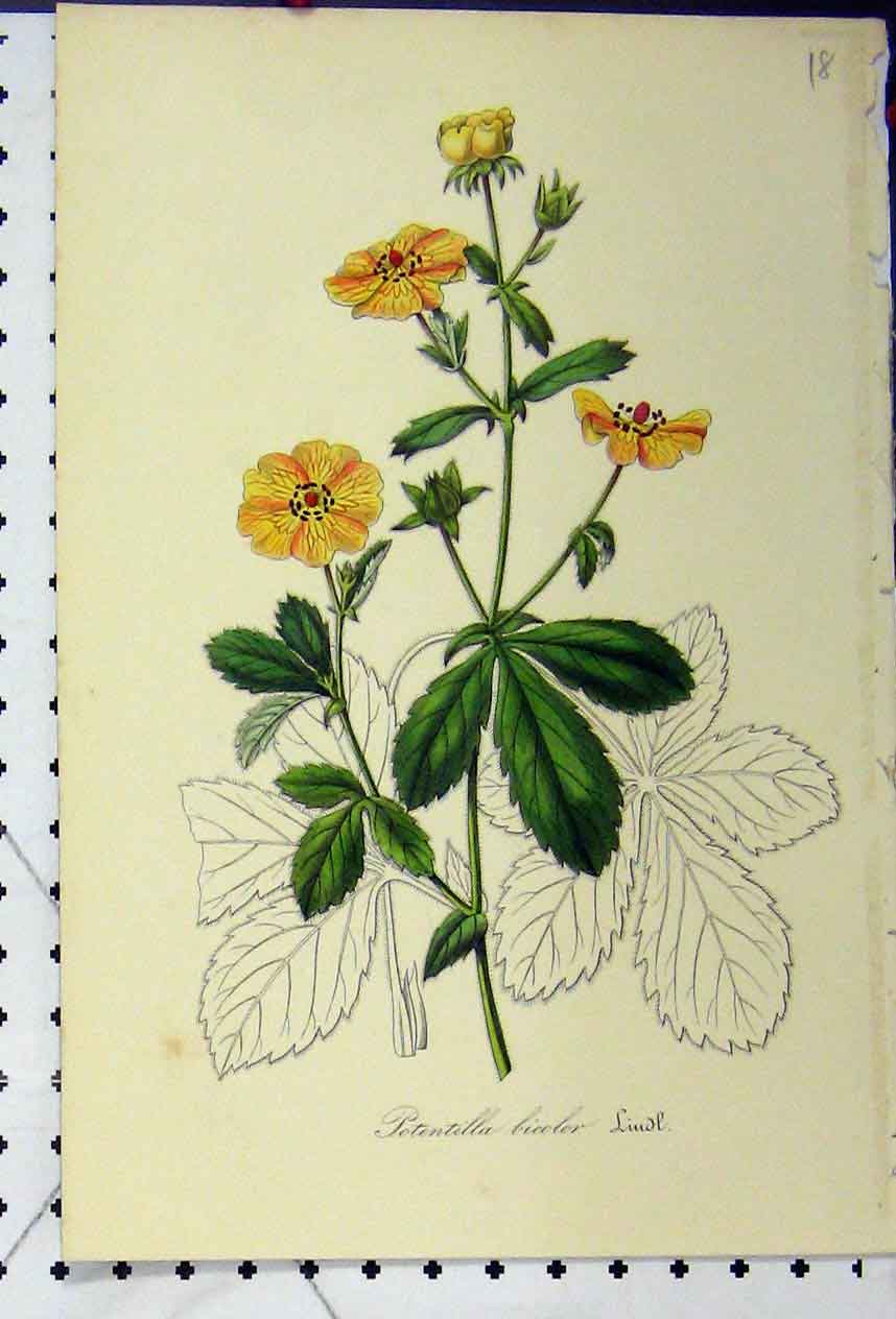 Original Old Antique Print Potentilla Bicolor C1845 Colour Botanical Flower