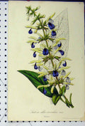 Original Old Antique Print Salvia Albo-Coerulea C1845 Colour Botanical Flower