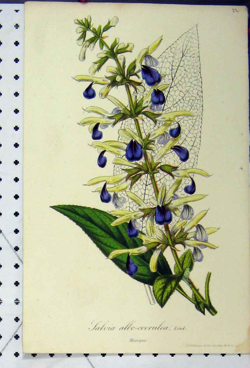 Original Old Antique Print Salvia Albo-Coerulea C1845 Colour Botanical Flower