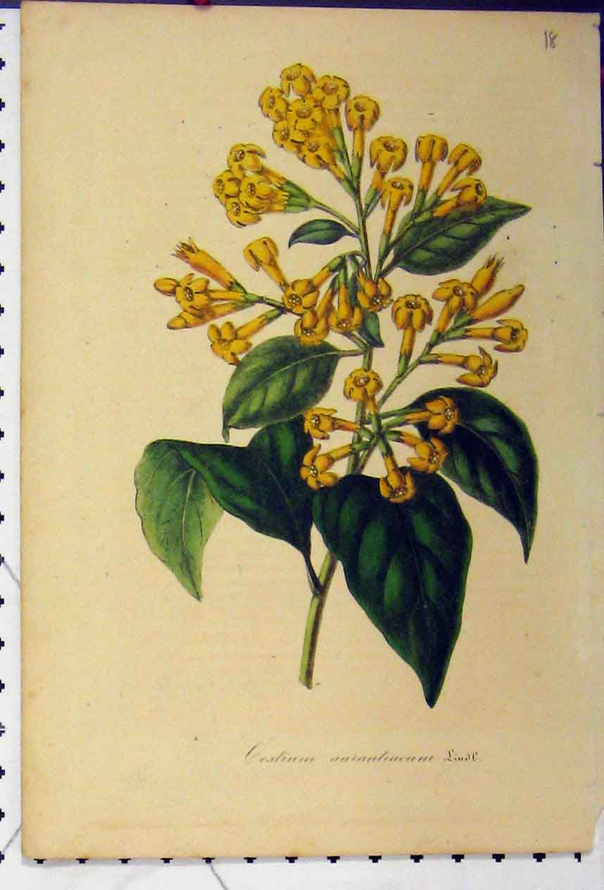 Original Old Antique Print Cestrurn Aurantiacum C1845 Colour Botanical Flower