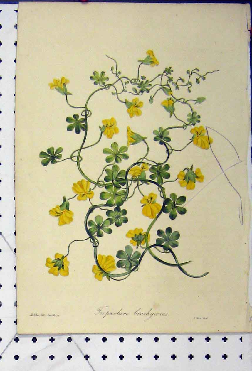 Original Old Antique Print 1837 Tropoeolum Branchyceras Flower Botanical Smith