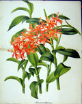 Original Old Antique Print C1845 Botanical Orange Flower Green Leaves Colour