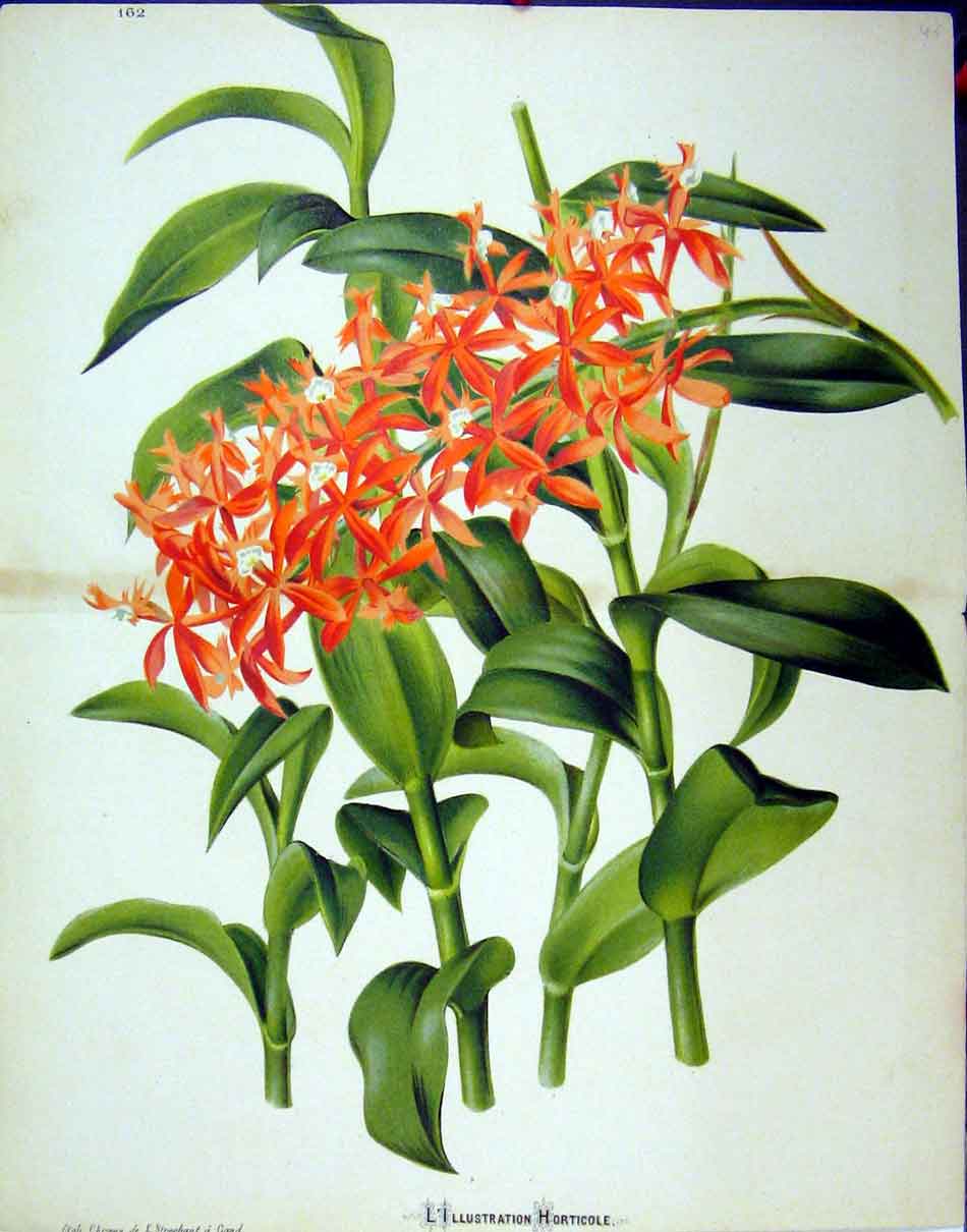 Original Old Antique Print C1845 Botanical Orange Flower Green Leaves Colour