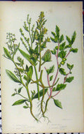 Original Old Antique Print Shrubby Orache Fruited Frosted C1880 Botanical Pratt