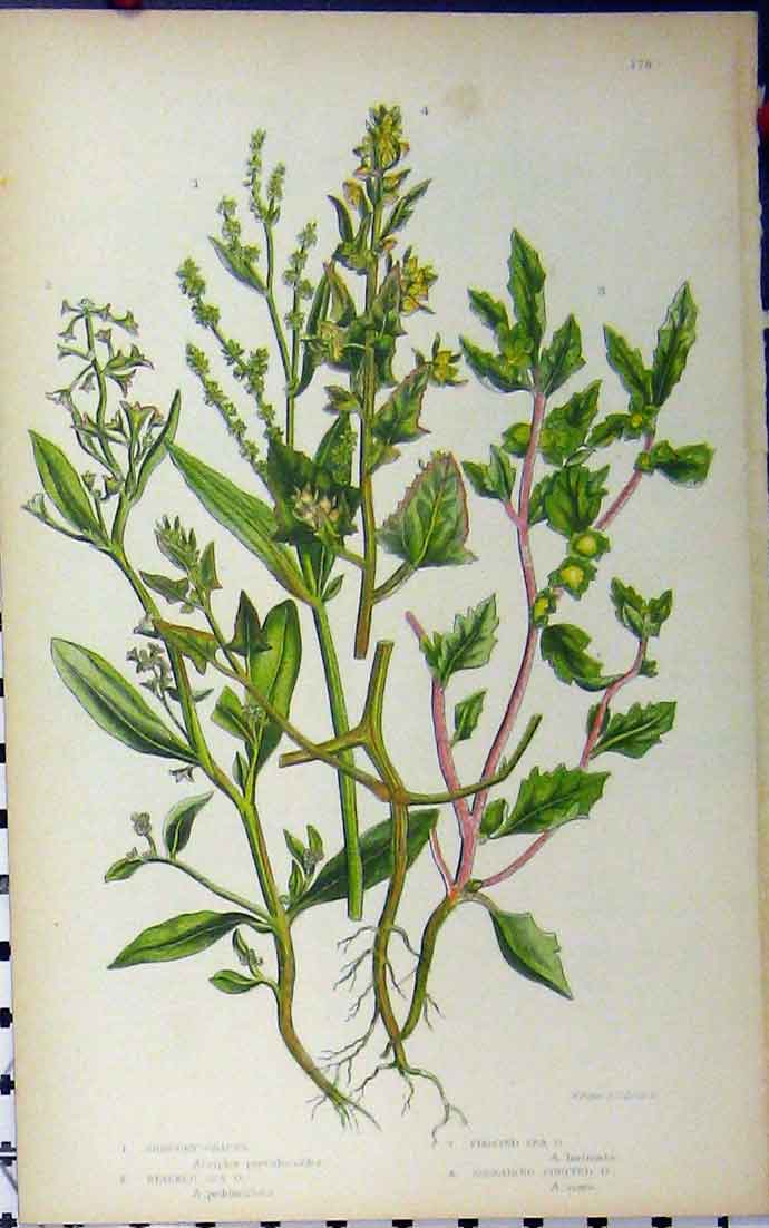 Original Old Antique Print Shrubby Orache Fruited Frosted C1880 Botanical Pratt