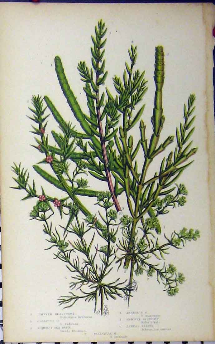 Old Antique Print Glasswort Shrubby Saltwort Knawel Botanical C1880 Pratt 19th