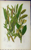 Old Antique Print Silky Osier Long Leaved Sallow Ferruginous C1880 Pratt 19th