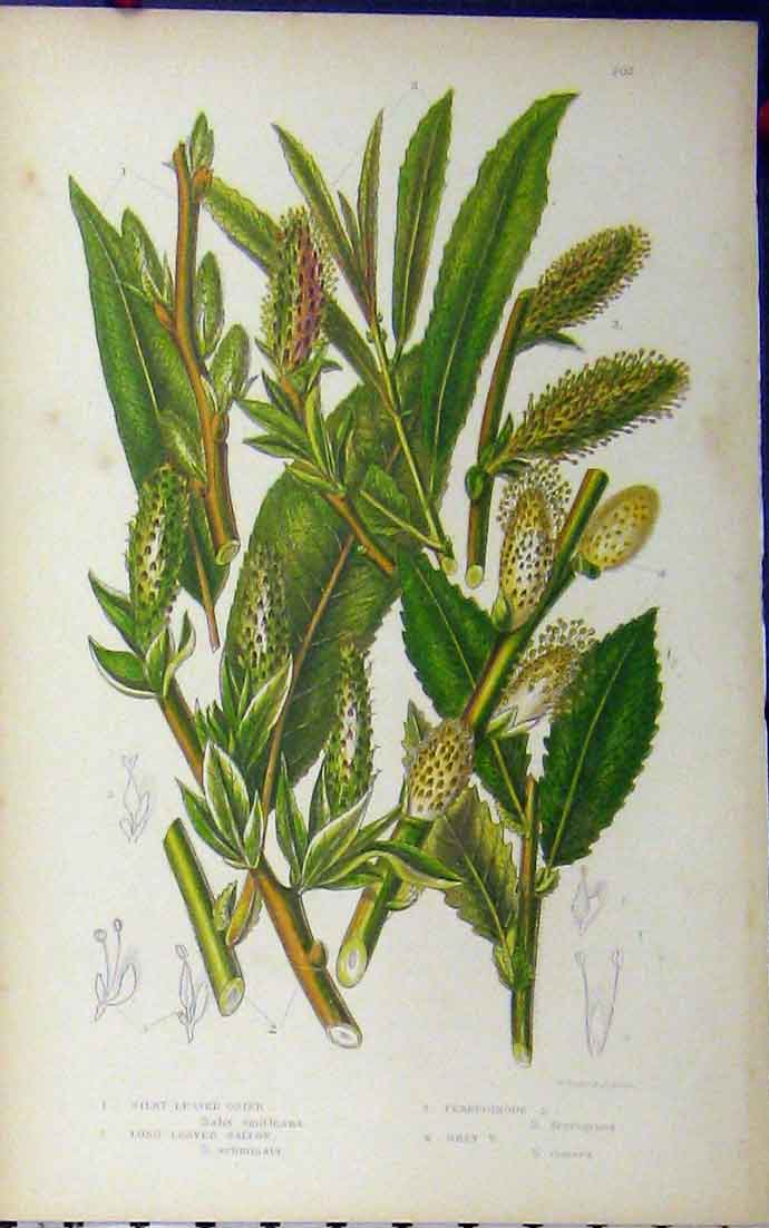 Old Antique Print Silky Osier Long Leaved Sallow Ferruginous C1880 Pratt 19th