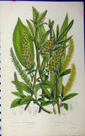 Original Old Antique Print Bay-Leaved Willow Crack Triandrous C1880 Anne Pratt
