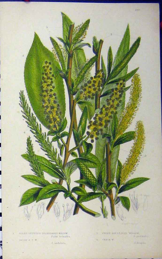 Original Old Antique Print Bay-Leaved Willow Crack Triandrous C1880 Anne Pratt