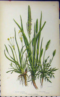 Old Antique Print Plantain Shoreweed Bucks Thorn C1880 Anne Pratt Flower 19th