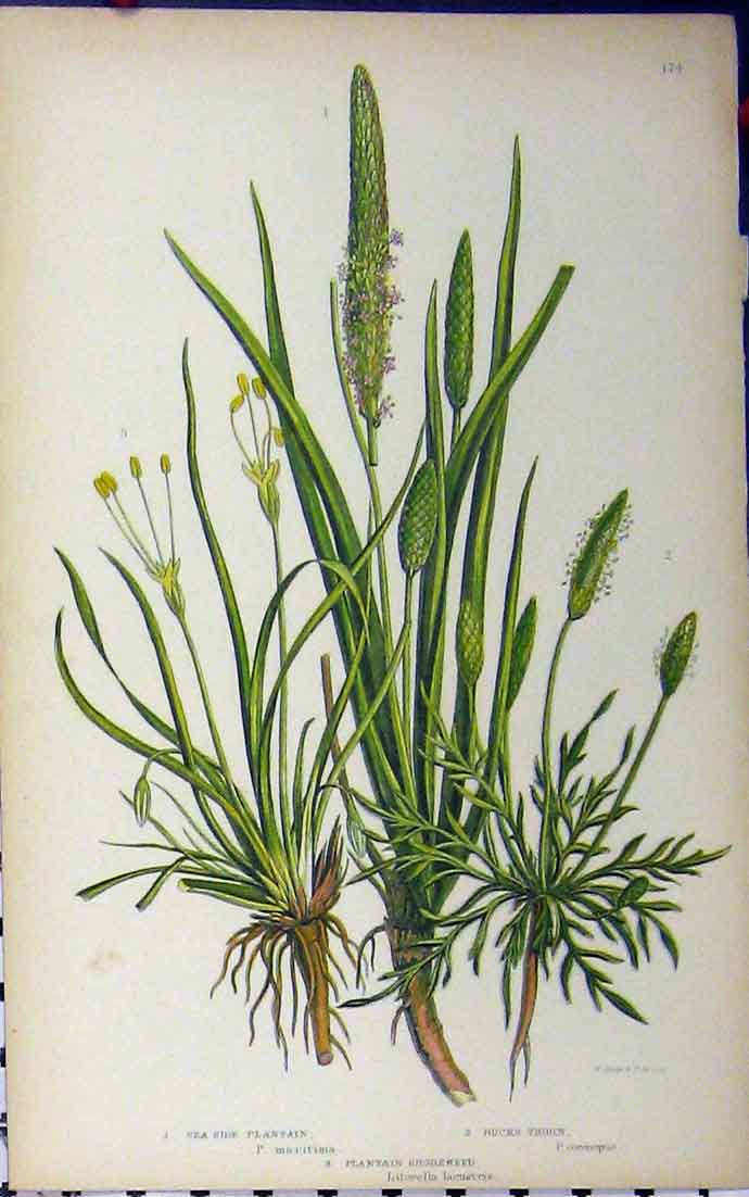Old Antique Print Plantain Shoreweed Bucks Thorn C1880 Anne Pratt Flower 19th