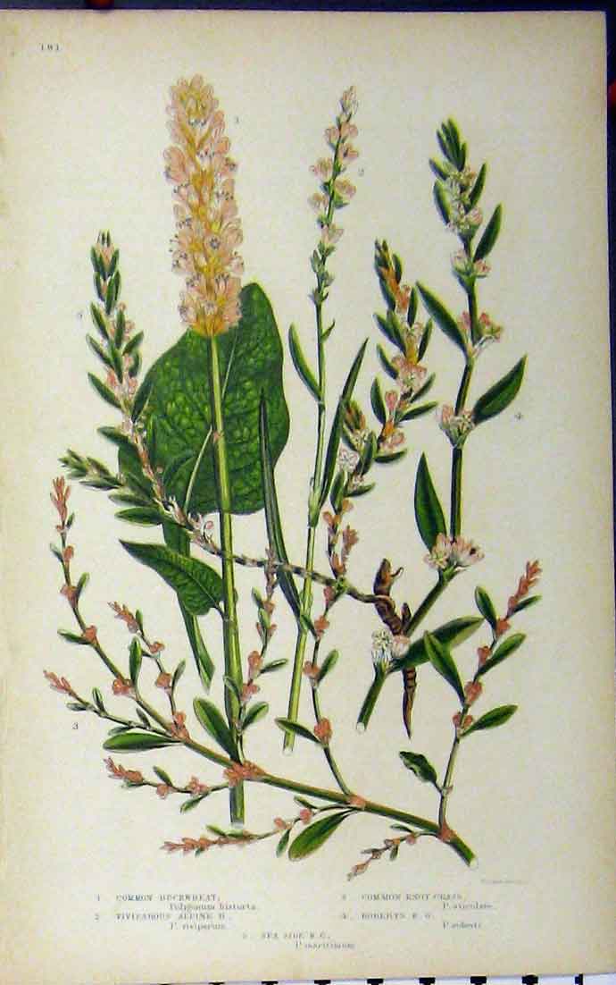 Old Antique Print Common Buckwheat Knot Grass C1880 Anne Pratt Botanical 19th