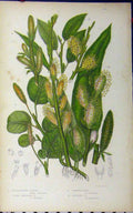 Original Old Antique Print Reticulated Willow Osier Mountain C1880 Anne Pratt