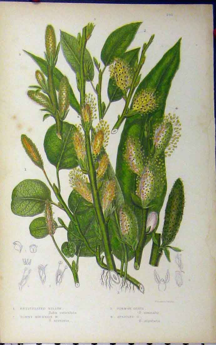 Original Old Antique Print Reticulated Willow Osier Mountain C1880 Anne Pratt