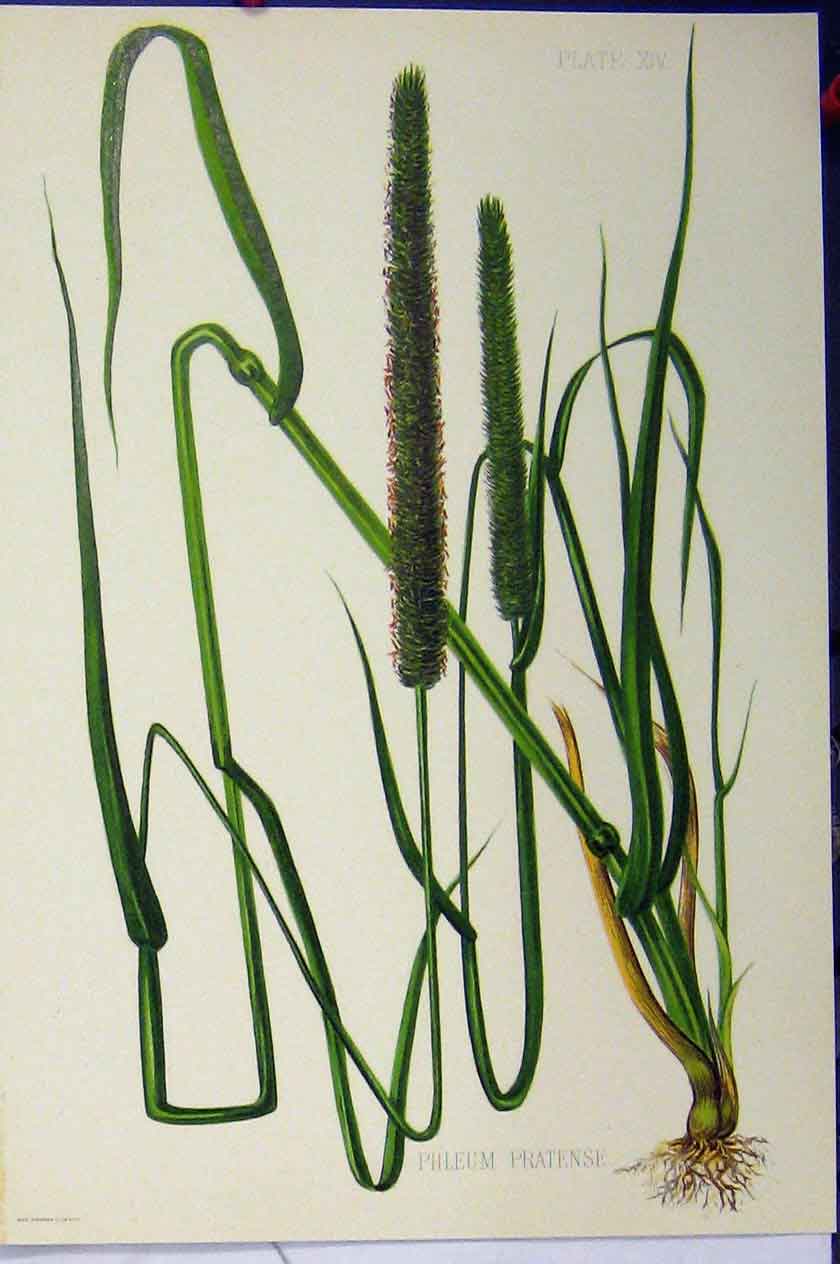 Original Old Antique Print 1900 Phleum Pratense Grass Roots Colour Plant 20th