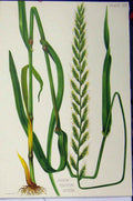Original Old Antique Print Lolium Italicum Suttoni C1900 Colour Grass Plants