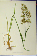 Original Old Antique Print C1900 Alopecurus Pratensis Colour Grass Roots 20th