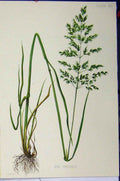 Original Old Antique Print C1900 Avena Flavescens Grass Plant Roots Colour 20th