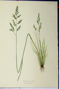 Original Old Antique Print Poa Trivialis Grass Roots Plants C1900 Colour 20th
