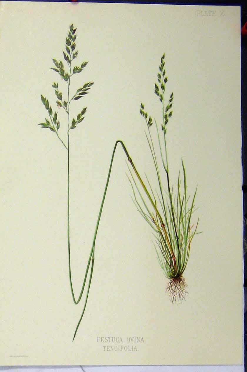 Original Old Antique Print Poa Trivialis Grass Roots Plants C1900 Colour 20th