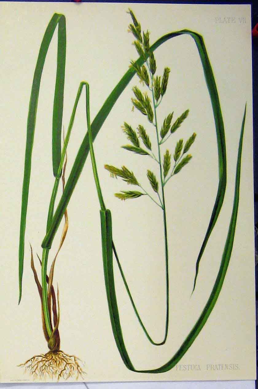 Original Old Antique Print C1900 Festuca Ovina Tenuifolia Grass Roots Colour