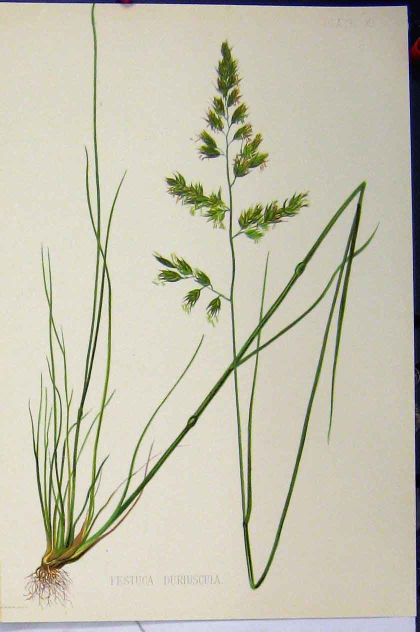Original Old Antique Print Festuca Duriuscula Grass Roots C1900 Colour 20th
