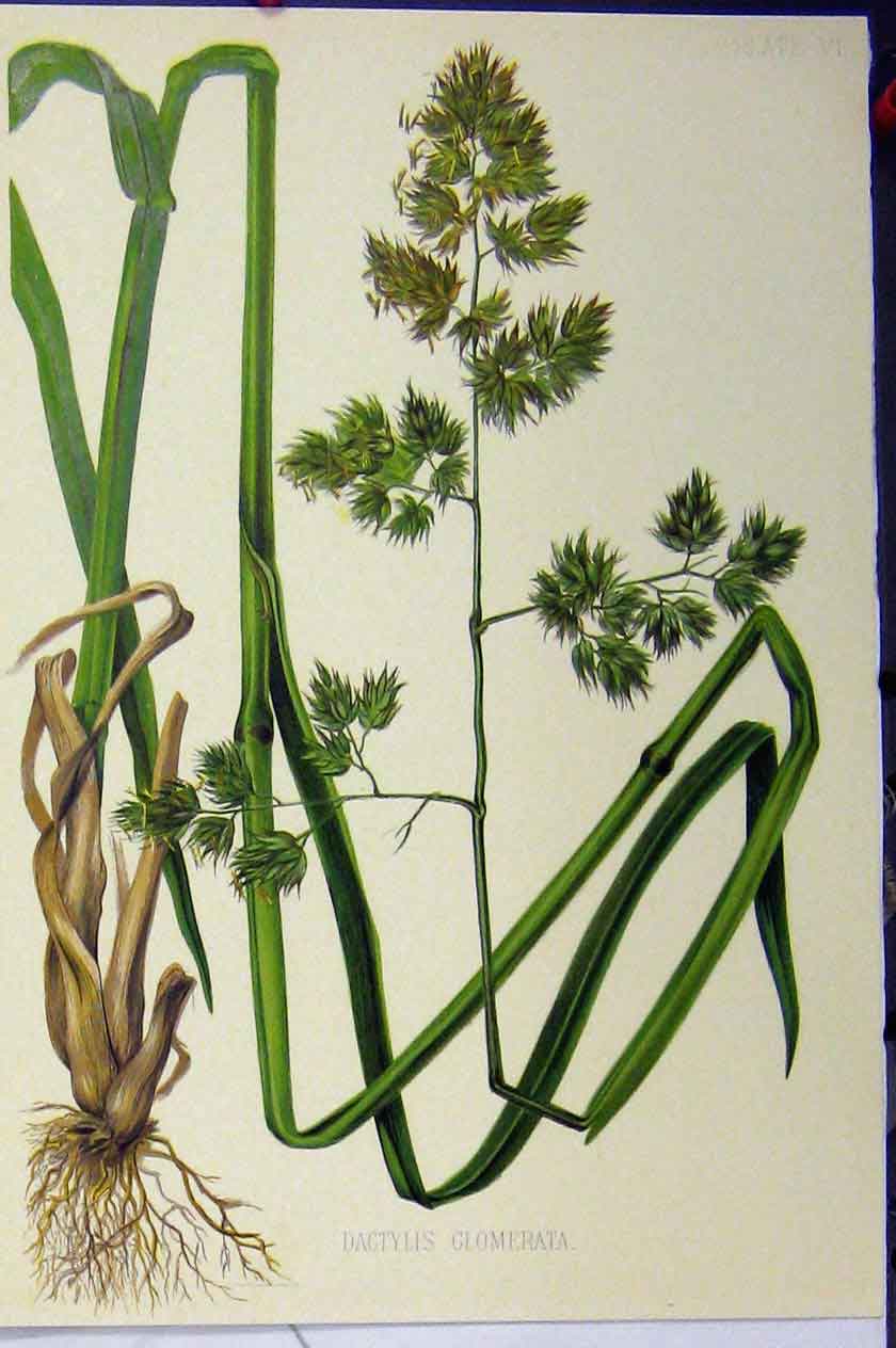 Original Old Antique Print Grass Roots C1900 Dactylis Glomerata Colour 20th